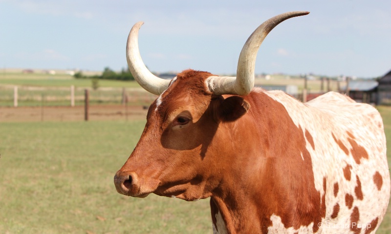 Longhorn