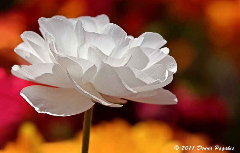 Single White Blossom 