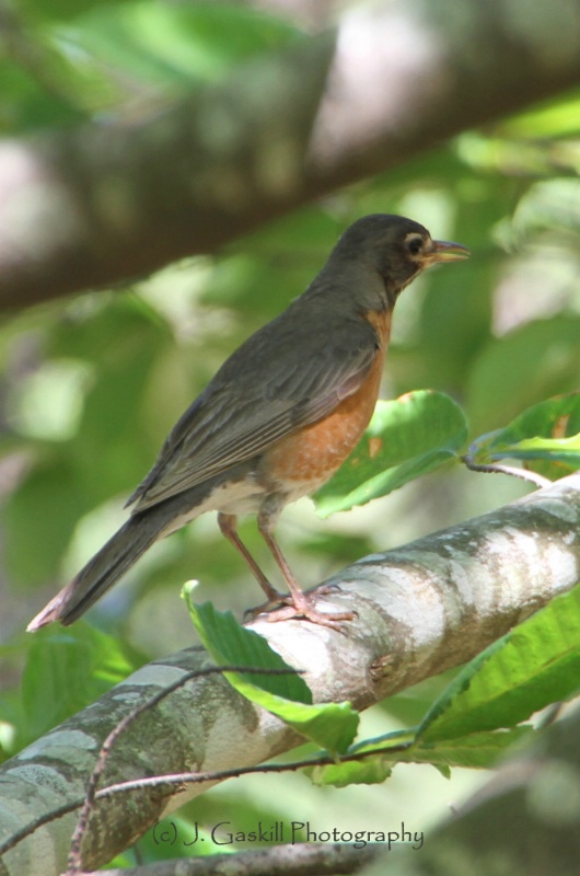Robin in Natural Habitat