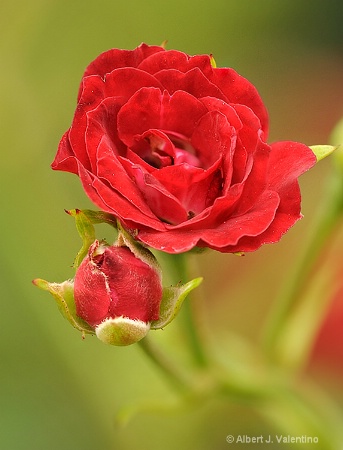 Climbing Miniature Rose