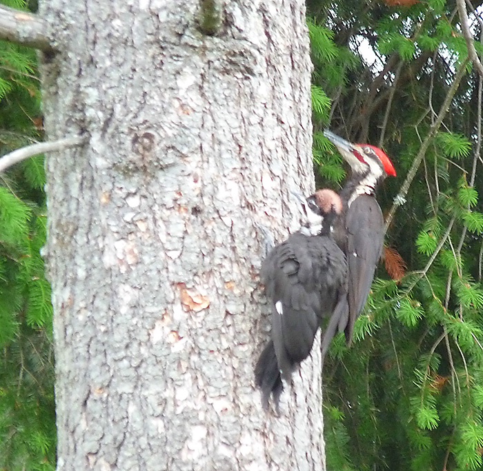 Pileated Woodpecker - Dad and Baby - ID: 11915886 © John Tubbs