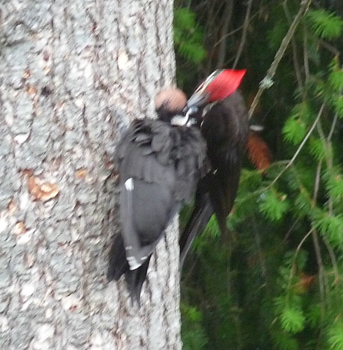 Pileated Woodpecker - Dad Feeding the Baby - ID: 11915887 © John Tubbs
