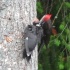 2Pileated Woodpecker - Dad Feeding the Baby - ID: 11915887 © John Tubbs