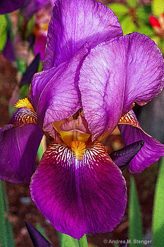 An Iris