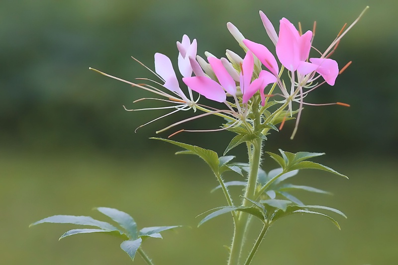 cleome