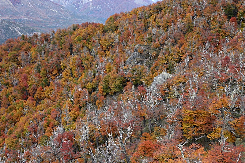 Autumnal view of a lenga forest