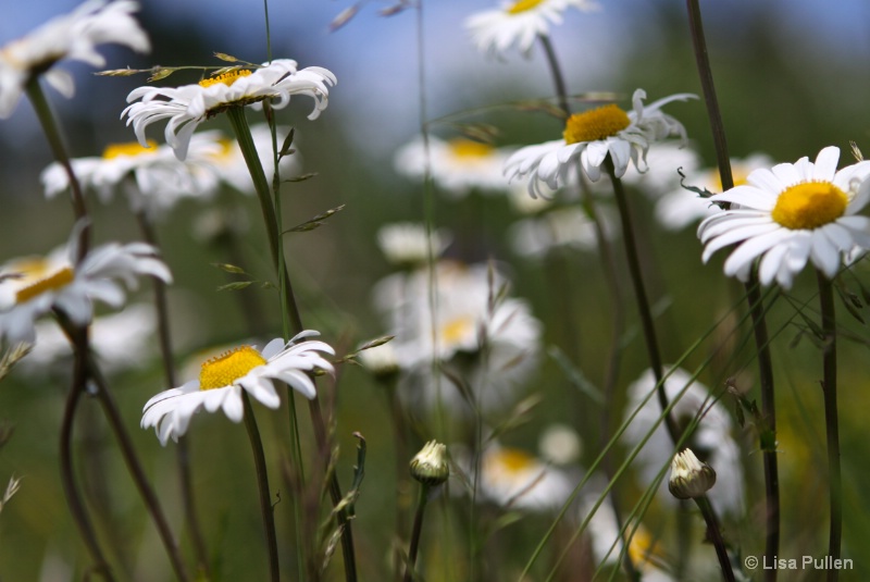 ~daisy dance at Marshall Point~