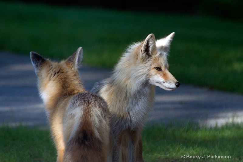 Backyard Fox