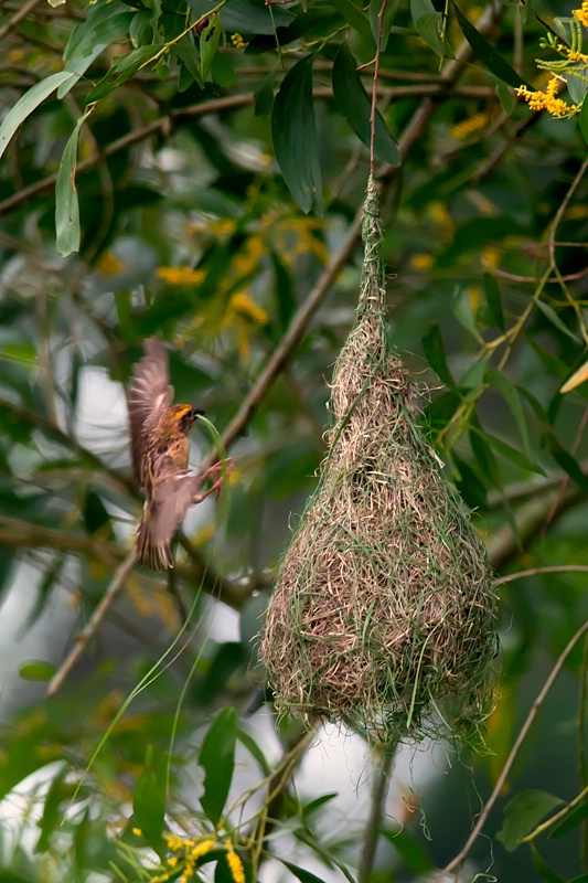 Weaving it nest