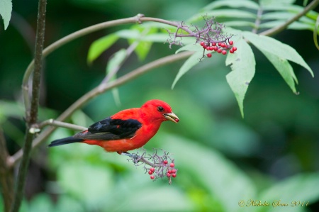 Scarlet Tanager Eating Berries
