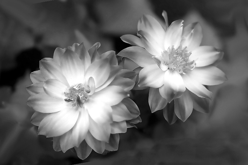 dahlia, in black and white