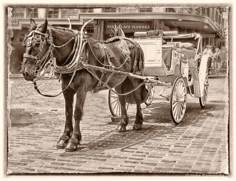 Horse and Buggy at the Pike Place Market