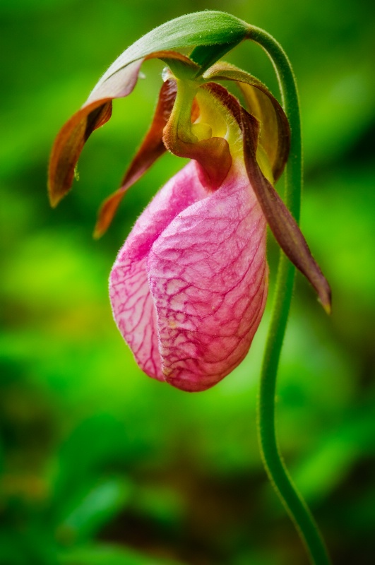 Pink Lady's Slipper