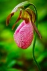 Pink Lady's S...