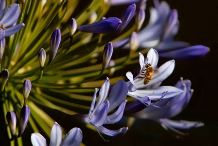 Bee In Wonderland