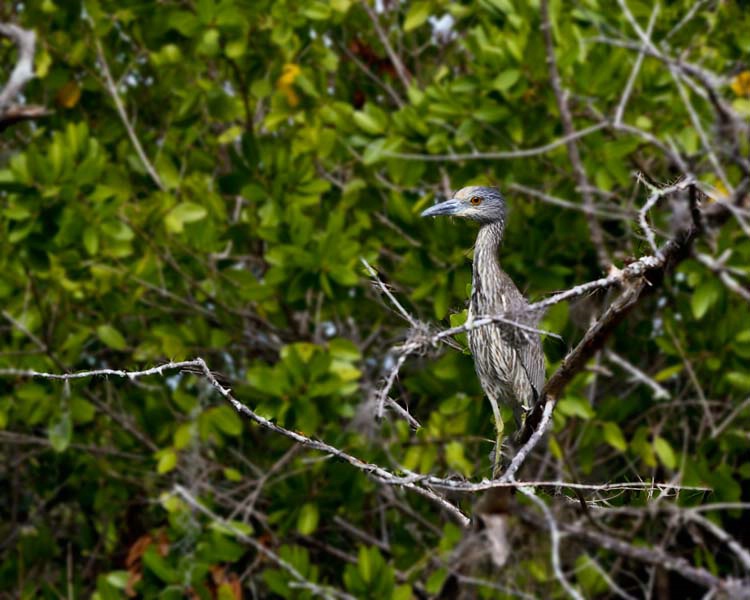 Young Night Heron In The Mangroves