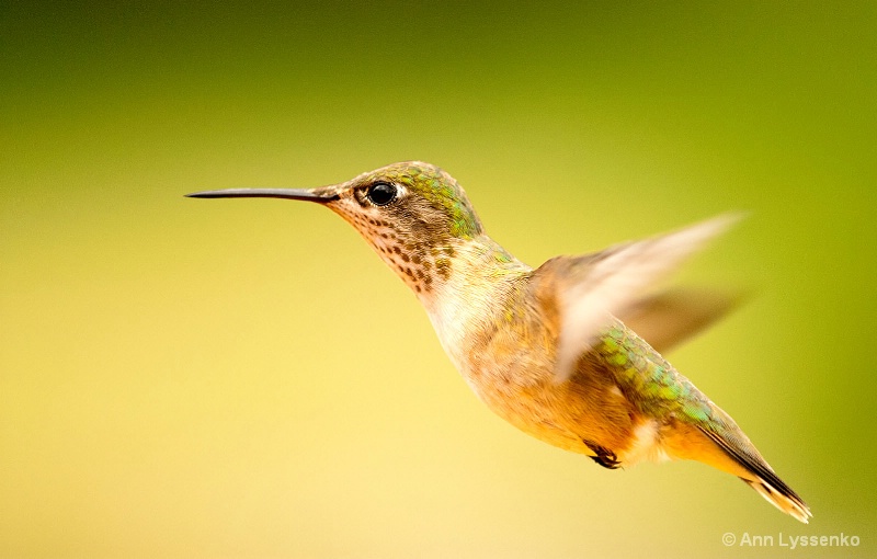 Female Calliope Hummingbird Natural Light