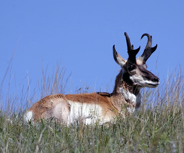 21 pronghorn in the grass