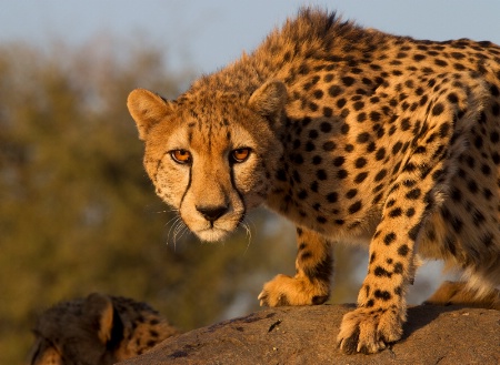 Cheetah Kruger Africa