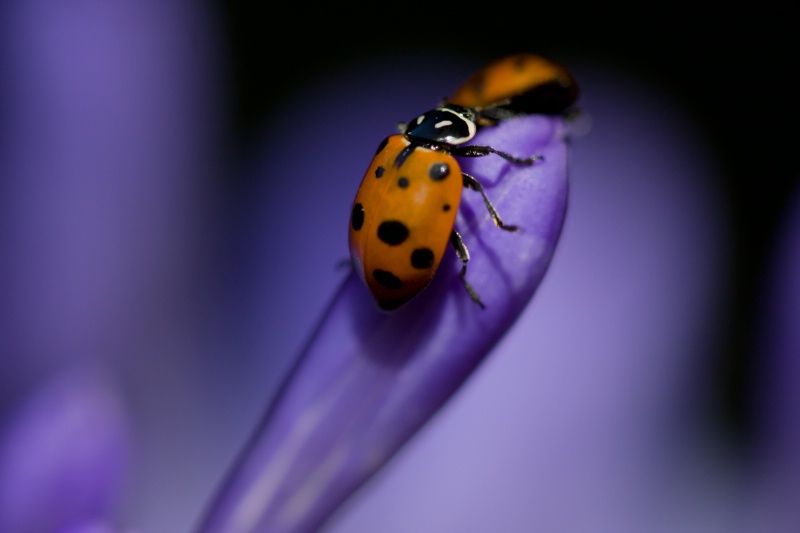 Ladybugs