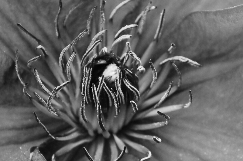 PASSION FLOWER - BLACK AND WHITE
