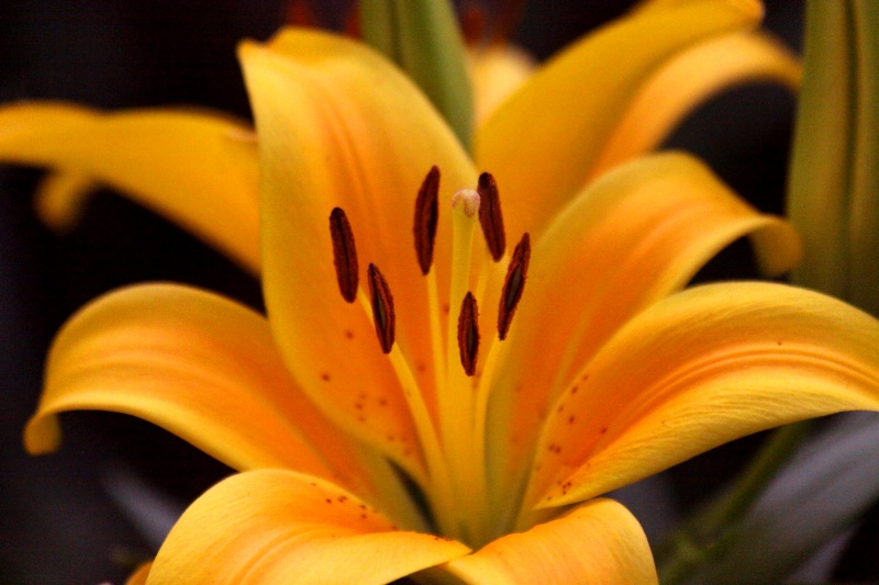 Yellow Tulips