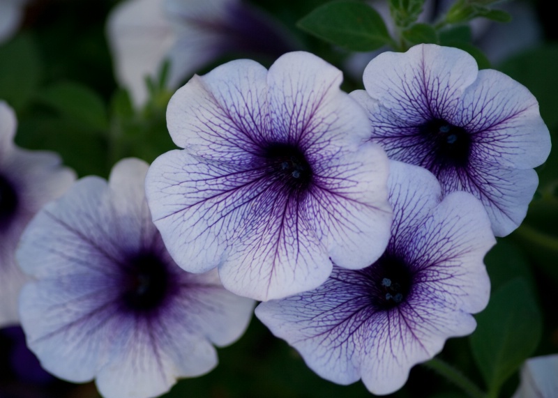 White & Purple Panzy Closeup #1