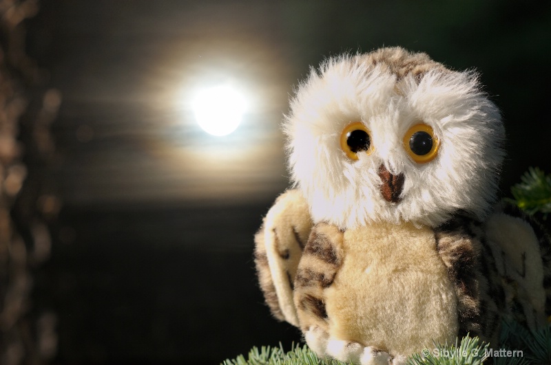 Owl at full moon - ID: 11923232 © Sibylle G. Mattern