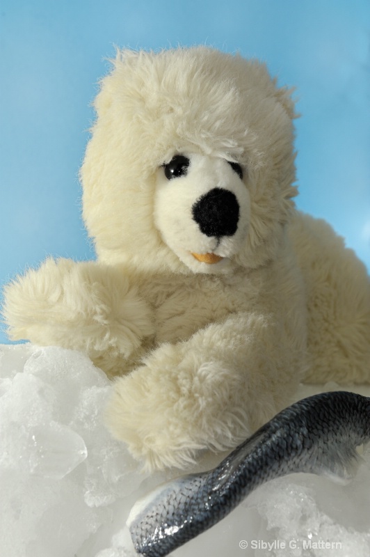  toy stories : Polar bear with kill - ID: 11923257 © Sibylle G. Mattern