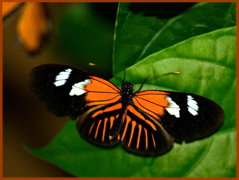 Resting Butterfly