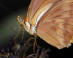 Proboscis