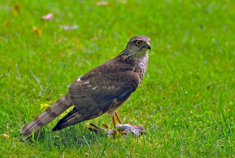 goshawk