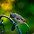 © Tony Pecorella PhotoID # 11925640: OAK TITMOUSE