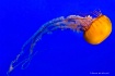 Sea Nettle