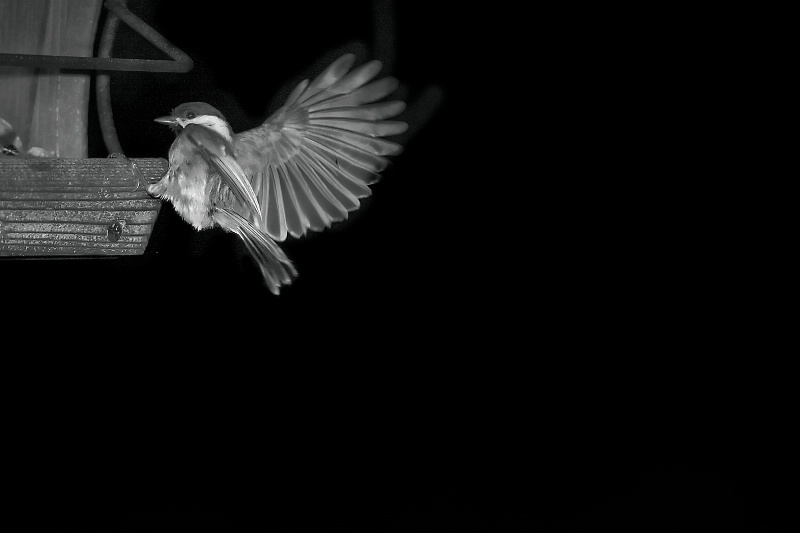 Black-capped Chickadee in black and white