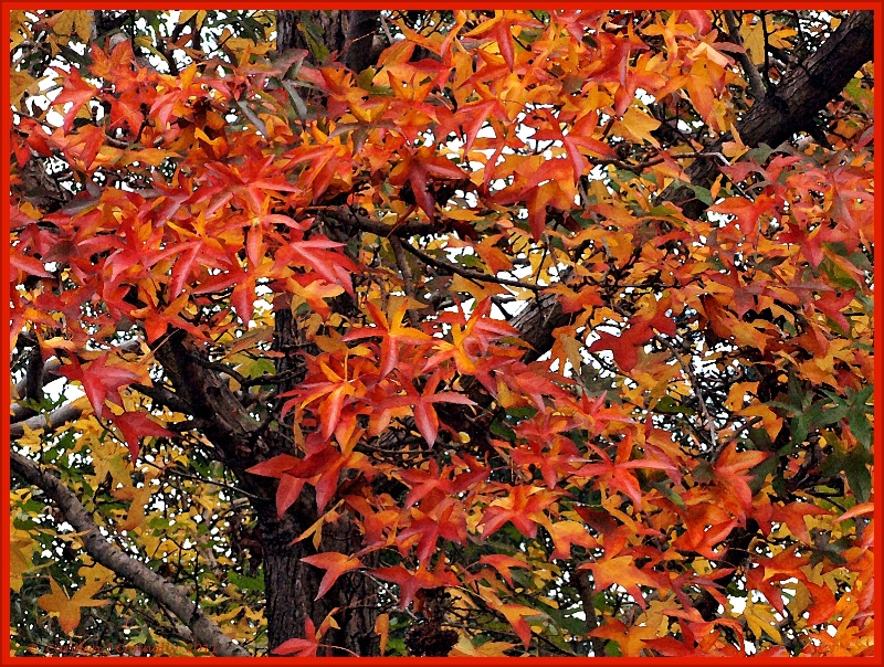 * Autumn's Splendour #12 *<p>