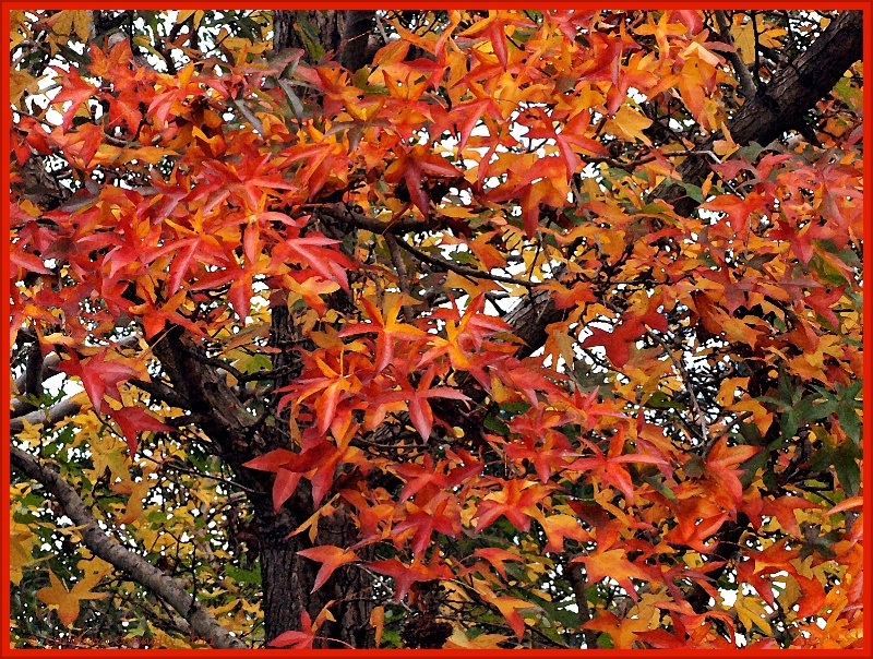 * Autumn's Splendour #12 *<p>