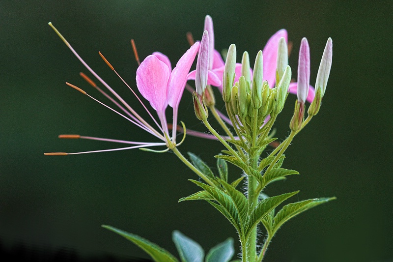 cleome detail