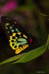 Butterfly12