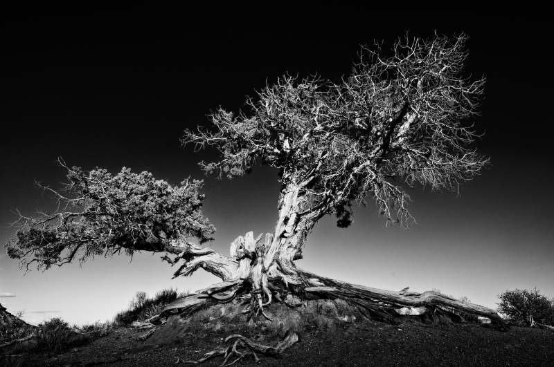 Tree in Monument Valley