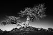 Tree in Monument ...