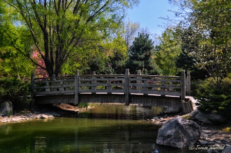 Spring in Zen Garden