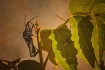 Big Bug, Little B...