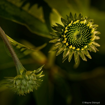 Bud and Budding