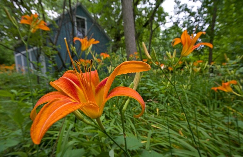 Among the Lilies