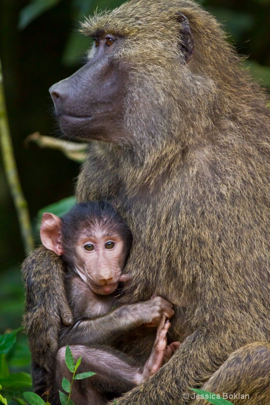 Baboon Mother with Infant - ID: 11928485 © Jessica Boklan