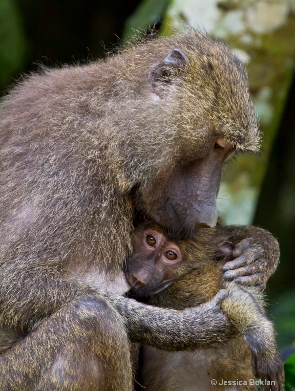 Baboon Mother with Infant - ID: 11928486 © Jessica Boklan