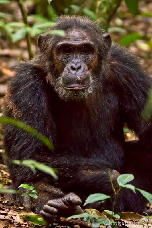 Chimpanzee - ID: 11928491 © Jessica Boklan