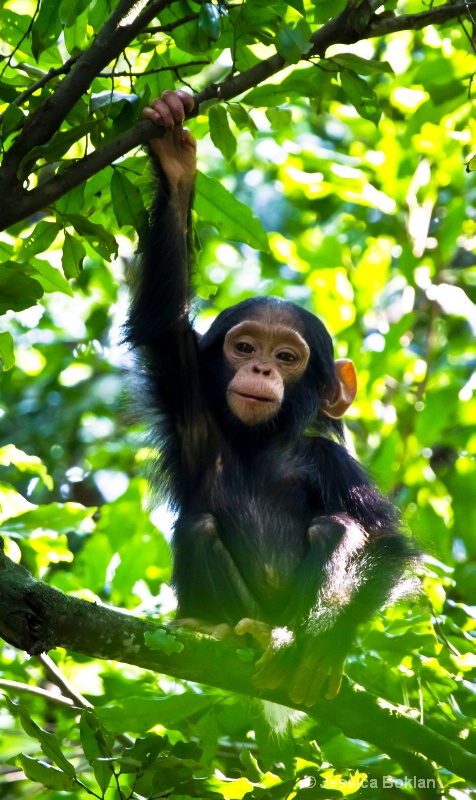 Baby Chimpanzee - ID: 11928492 © Jessica Boklan