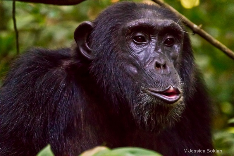 Chimpanzee - ID: 11928494 © Jessica Boklan